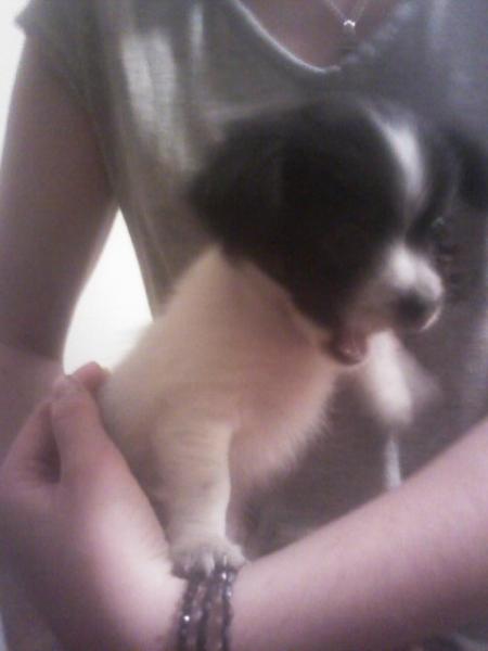 MoN pTiT ChIeN ....